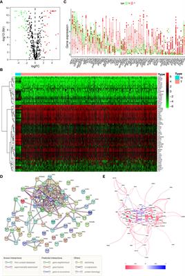 Identification of an integrated kinase-related prognostic gene signature associated with tumor immune microenvironment in human uterine corpus endometrial carcinoma